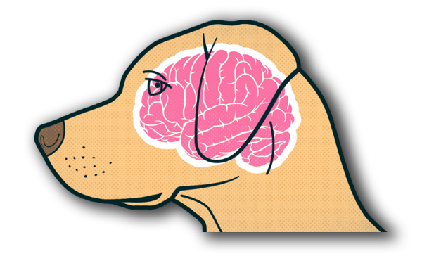 Dog Brain